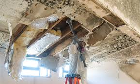 Professional Mold Removal in Lake Dallas, TX